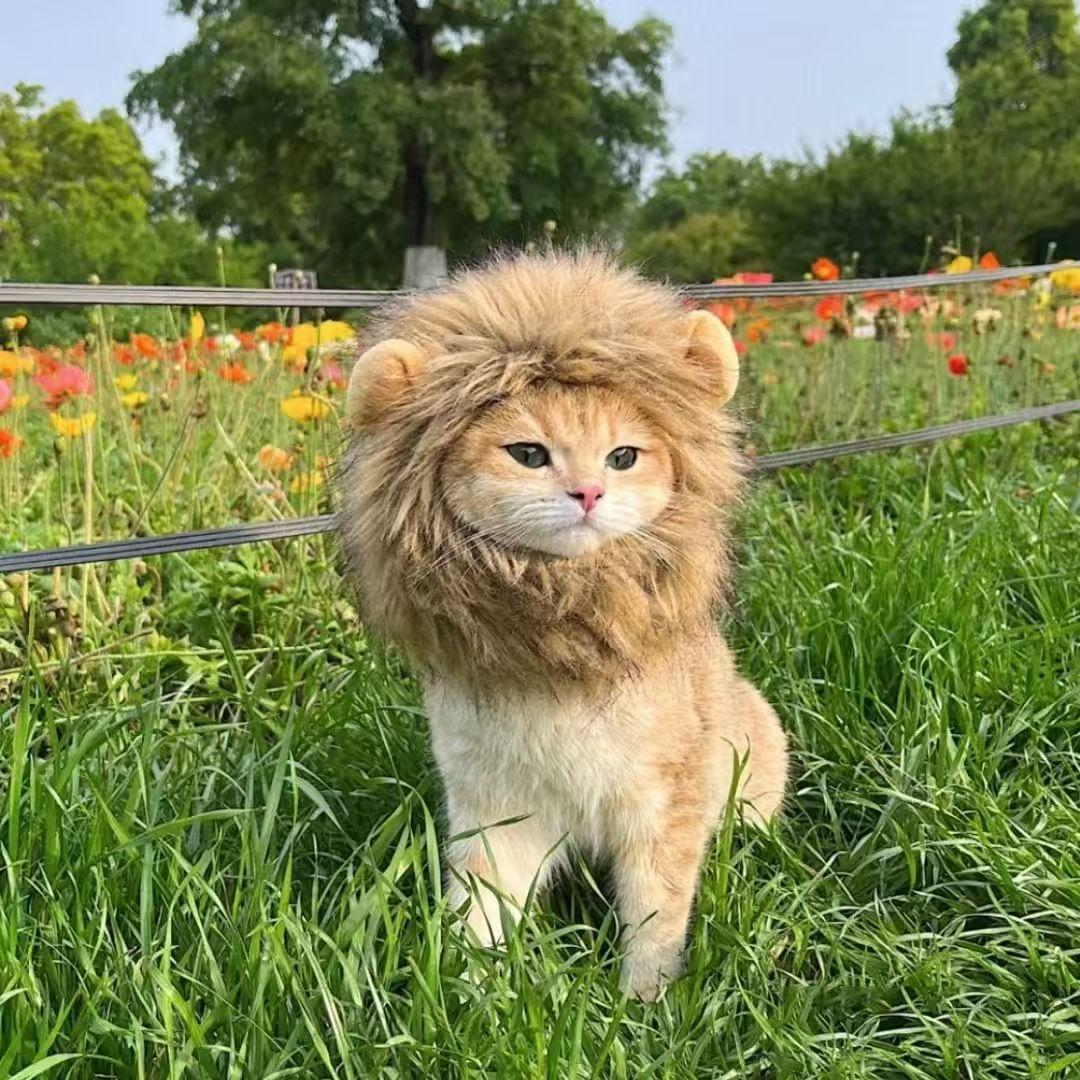 Halloween Ghost Festival Costume for Cats and Dogs, Adorable Adjustable Magic Tape Lion Transformation Pet Hat for Autumn and Winter