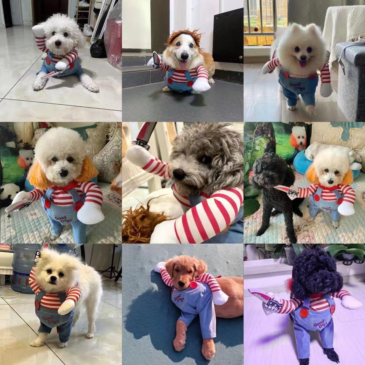 Dog clothes, small dogs, funny and funny transformations, teddy cats, creative clothes, pet cat clothing